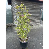 Магнолія «Сюзан» (Magnolia 'Susan')150 см